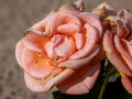 24-120mm @115mm | 1/160s | f/10 | ISO 64